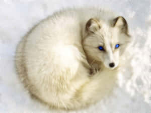 Cool White Fox On Snow Wallpaper