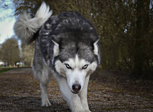 Cool Wolf Furious Look Wallpaper