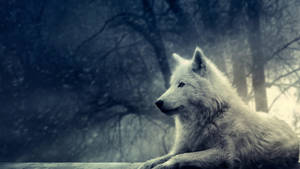 Cool Wolf In Woods Wallpaper