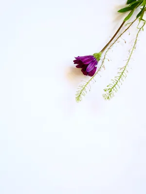 Coolest Iphone Dark Purple Flower Wallpaper