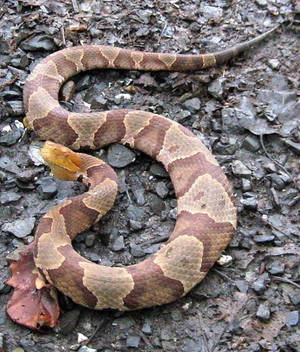 Copperhead On A Muddy Forest Ground Wallpaper