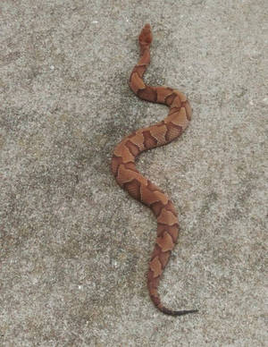 Copperhead Snake With Patterned Scales Wallpaper