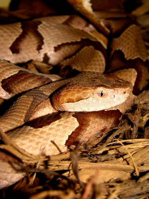 Copperhead Snake With Vertical-slit Eyes Wallpaper