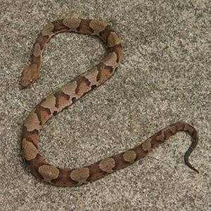 Copperhead Venomous Pit Viper Wallpaper