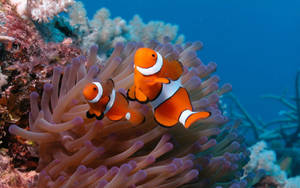 Coral Reef Clown Fish Wallpaper