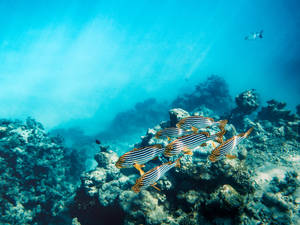 Coral Reef Fish In The Sea Wallpaper
