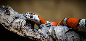 Coral Snake Crawling Over Wood Wallpaper