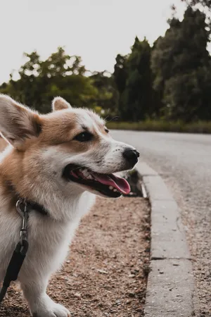 Corgi At Winding Roadside Wallpaper