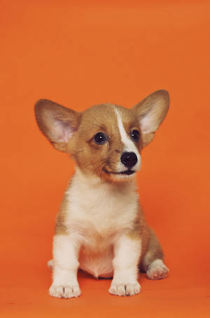 Corgi Puppy In Orange Wallpaper
