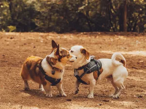 Corgi With Small Dog Wallpaper