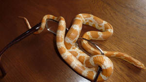 Corn Snake Coiling Around Reading Glasses Wallpaper