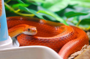 Corn Snake In A Garden Wallpaper