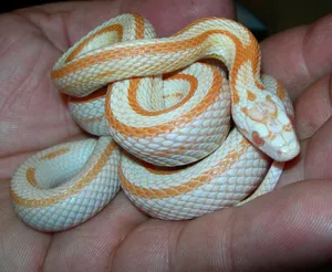 Corn Snake In A Person's Palm Wallpaper