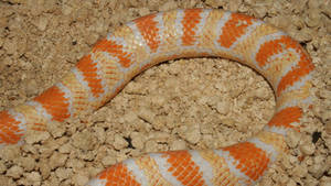 Corn Snake On Gravel Wallpaper