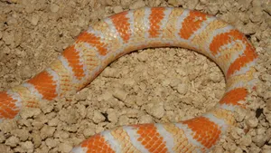 Corn Snake On Gravel Wallpaper