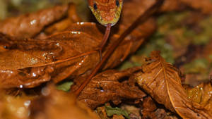 Corn Snake Slithering On Wet Leaves Wallpaper