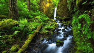 Costa Rica Hidden Waterfall Wallpaper