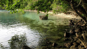 Costa Rica Mangrove Forest Wallpaper