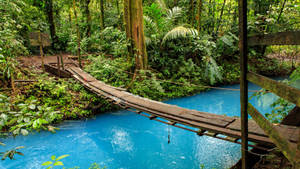 Costa Rica Wooden Footbridge Wallpaper