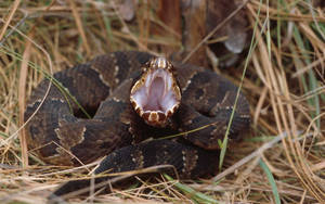 Cottonmouth Showing Fangs Wallpaper