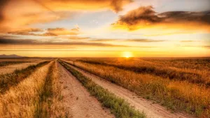 Country Dirt Road Sunset Wallpaper