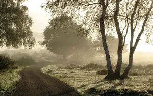 Country Road Birch Trees In Fog Wallpaper