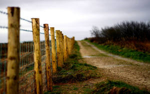 Country Road Branch Tree Fence Wallpaper