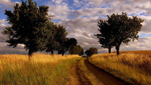 Country Road Dark Foliage Trees Wallpaper