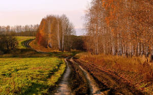 Country Road Dried Dying Trees Wallpaper