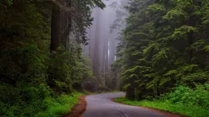 Country Road Gloomy And Secluded Wallpaper