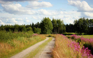 Country Road Trees And Flowers Wallpaper