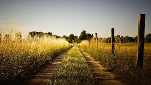 Country Road Two Small Beaten Paths Wallpaper