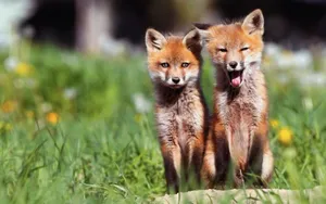 Couple Fox Under Sunlight Wallpaper