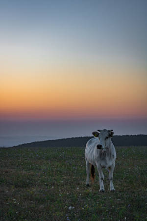 Cow In Ombre Sunset Wallpaper