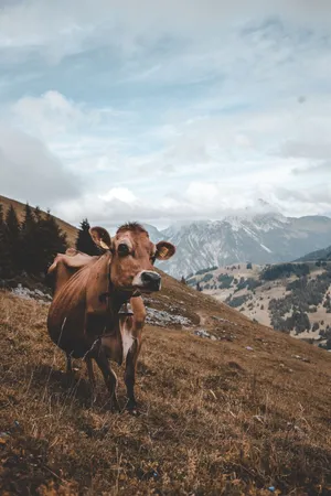 Cow Iphone Lock Screen Wallpaper