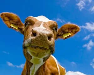 Cow Looking Down Wallpaper
