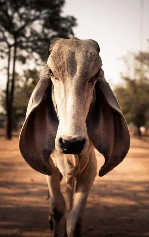 Cow With Big Floppy Ears Wallpaper