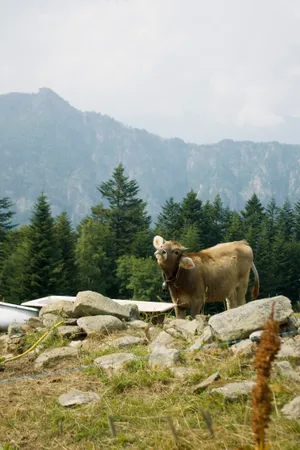 Cow With Rocks Wallpaper