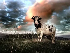 Cow With Tiny Horns Wallpaper