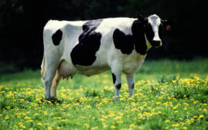Cow With Yellow Flowers Wallpaper