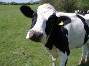 Cow With Yellow Tag Ear Wallpaper