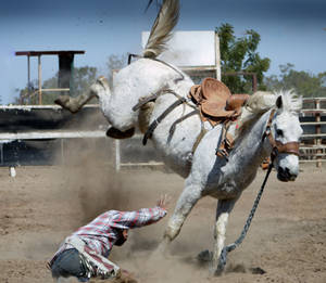 Cowboy Fallen From White Horse Wallpaper