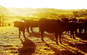 Cows In A Sunset Wallpaper