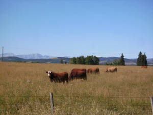 Cows On A Wheat Field Wallpaper