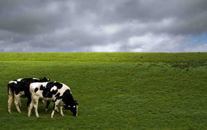 Cows With Gloomy Skies Wallpaper