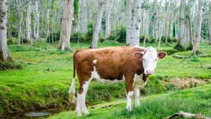 Cows With White Trees Wallpaper