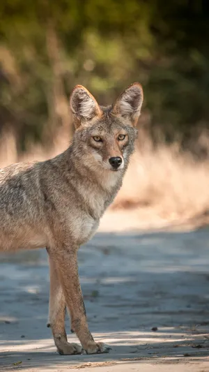 Coyote Found During Day Time Wallpaper