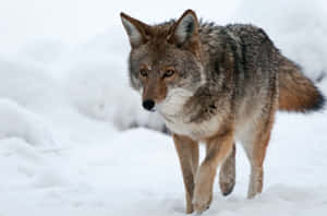 Coyote Hunting In The Snow Wallpaper