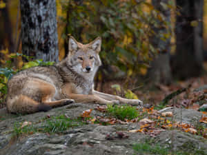 Coyote In The Forest Wallpaper