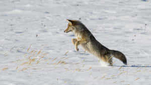 Coyote Lunging Into The Snow Wallpaper